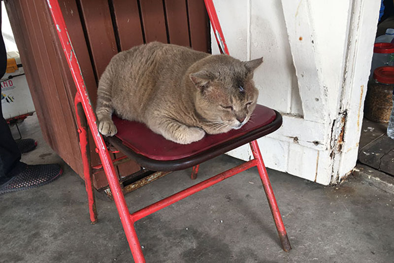 シンガポールの猫島「セントジョンズ島」で出会った猫たち